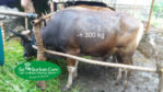 jual sapi qurban 300 kg di jakarta 085959000634  gratis kirim se jabodetabek