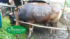 jual sapi qurban 300 kg di jakarta 085959000634  gratis kirim se jabodetabek