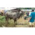 jual sapi qurban 400 kg di jakarta 085959000634 gratis kirim se jabodetabek