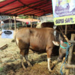 jual sapi qurban 500 kg di jakarta 085959000634 gratis kirim se jabodetabek