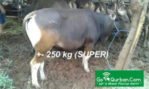 jual sapi qurban 250 kg di jakarta 085959000634 gratis kirim se jabodetabek