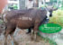 Jual sapi qurban 200 Kg di Jakarta 085959000634 gratis kirim se jabodetabek