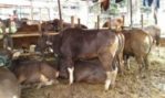 jual sapi qurban 500 kg di jakarta 085959000634 gratis kirim se jabodetabek