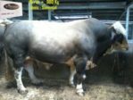 jual sapi qurban 1 ton di jakarta 085959000634 gratis kirim se jabodetabek