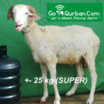 Domba Super 22-25 Kg