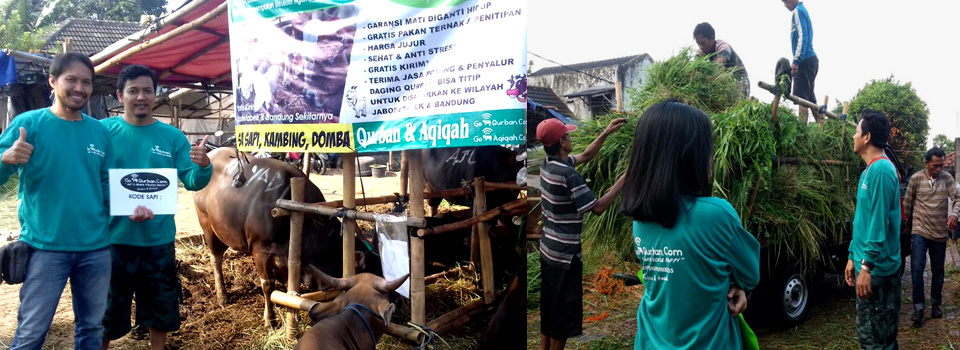 Kambing Qurban 2021 dan Domba Qurban 2021 Serta Sapi dan Kerbau Qurban 2021 di LapakQurban.com SOLUSI QURBAN DI SAAT PPKM DARURAT pusat penjualan hewan qurban seperti sapi qurban, domba, kambing di jakarta bogor depok tangerang bekasi murah sehat dan praktis