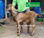 Kambing Favorite 17-20 Kg