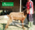 Kambing Istimewah 30-32 Kg