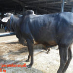 Jual sapi qurban PO 250 kg di jakarta 085959000634 free ongkir se jabodetabek