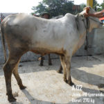 jual sapi qurban PO 270 kg di depok 085959000634 free ongkir se jabodetabek