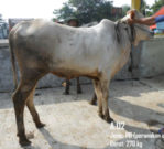 jual sapi qurban PO 270 kg di depok 085959000634 free ongkir se jabodetabek