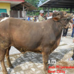 Jual sapi qurban PO 250 kg di jakarta 085959000634 free ongkir se jabodetabek