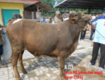 Jual sapi qurban PO 250 kg di jakarta 085959000634 free ongkir se jabodetabek