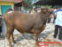 Jual sapi qurban PO 250 kg di jakarta 085959000634 free ongkir se jabodetabek