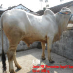 jual sapi qurban PO 270 kg di depok 085959000634 free ongkir se jabodetabek