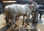 Jual sapi qurban PO 220 Kg di jawa tengah 085959000634  free ongkir se semarang, yogya , solo dan wonosobo