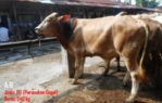 jual sapi qurban PO 240 kg di magelang 085959000634 gratis kirim se jawa tengah