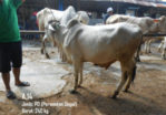 jual sapi qurban PO di semarang 085959000634 gratis ongkir se jawa tengah