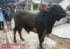 jual sapi qurban PO 330 kg di wonosobo 085959000634  gratis kirim Semarang , Yogya, solo , dan wonosobo