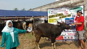 Sapi Bima Qurban 2017 Di Jakarta Kode : 10 Call Wa 085959000634