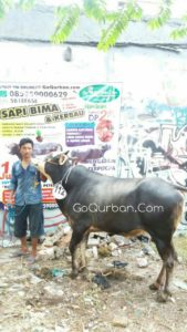 Sapi Bima Qurban 2017 Di Jakarta Kode : 112 Call Wa 085959000634