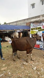 Sapi Bima Qurban 2017 Di Jakarta Kode : 17 Call Wa 085959000634