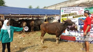 Sapi Bima Qurban 2017 Di Jakarta Kode : 19 Call Wa 085959000634