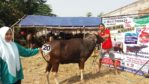 Sapi Bima Qurban 2017 Di Jakarta Kode : 20 Call Wa 085959000634