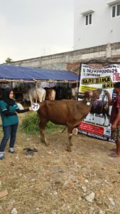 Sapi Bima Qurban 2017 Di Jakarta Kode : 21 Call Wa 085959000634