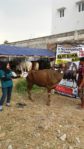 Sapi Bima Qurban 2017 Di Jakarta Kode : 21 Call Wa 085959000634