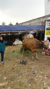 Sapi Bima Qurban 2017 Di Jakarta Kode : 23 Call Wa 085959000634