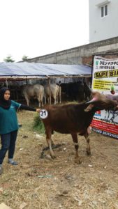 Sapi Bima Qurban 2017 Di Jakarta Kode : 31 Call Wa 085959000634