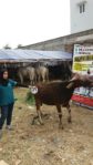 Sapi Bima Qurban 2017 Di Jakarta Kode : 31 Call Wa 085959000634