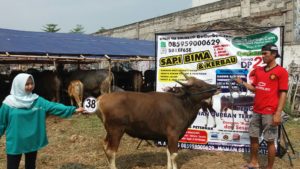 Sapi Bima Qurban 2017 Di Jakarta Kode : 38 Call Wa 085959000634