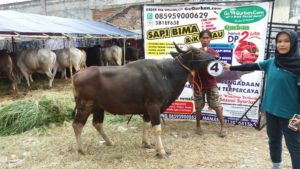 Sapi Bima Qurban 2017 Di Jakarta Kode : 4 Call Wa 085959000634