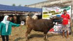 Sapi Bima Qurban 2017 Di Jakarta Kode : 45 Call Wa 085959000634