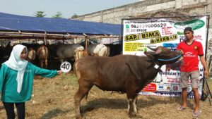 Sapi Bima Qurban 2017 Di Jakarta Kode : 40 Call Wa 085959000634