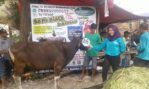 Sapi Bima Qurban 2017 Di Jakarta Kode : 46 Call Wa 085959000634