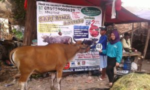 Sapi Bima Qurban 2017 Di Jakarta Kode : 48 Call Wa 085959000634