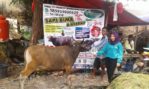 Sapi Bima Qurban 2017 Di Jakarta Kode : 49 Call Wa 085959000634