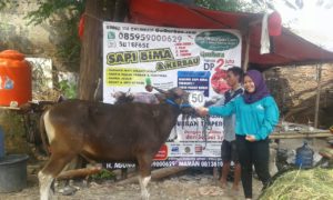 Sapi Bima Qurban 2017 Di Jakarta Kode : 50 Call Wa 085959000634