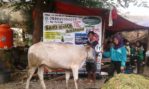 Sapi Bima Qurban 2017 Di Jakarta Kode : 51 Call Wa 085959000634