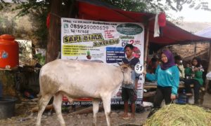 Sapi Bima Qurban 2017 Di Jakarta Kode : 51 Call Wa 085959000634