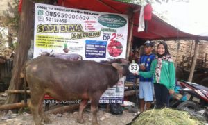 Sapi Bima Qurban 2017 Di Jakarta Kode : 53 Call Wa 085959000634