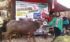 Sapi Bima Qurban 2017 Di Jakarta Kode : 54 Call Wa 085959000634