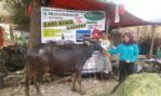 Sapi Bima Qurban 2017 Di Jakarta Kode : 55 Call Wa 085959000634