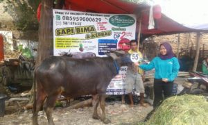 Sapi Bima Qurban 2017 Di Jakarta Kode : 55 Call Wa 085959000634