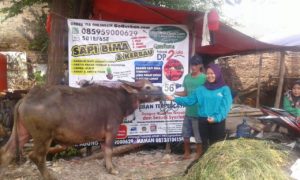 Sapi Bima Qurban 2017 Di Jakarta Kode : 56 Call Wa 085959000634