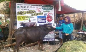 Sapi Bima Qurban 2017 Di Jakarta Kode : 57 Call Wa 085959000634