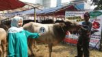 Sapi Bima Qurban 2017 Di Jakarta Kode : 61 Call Wa 085959000634